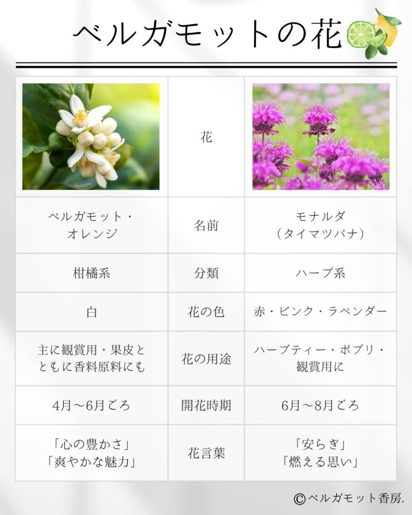ベルガモットの花：柑橘とハーブの比較表
