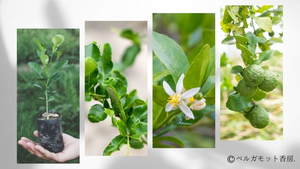ベルガモットの成長過程