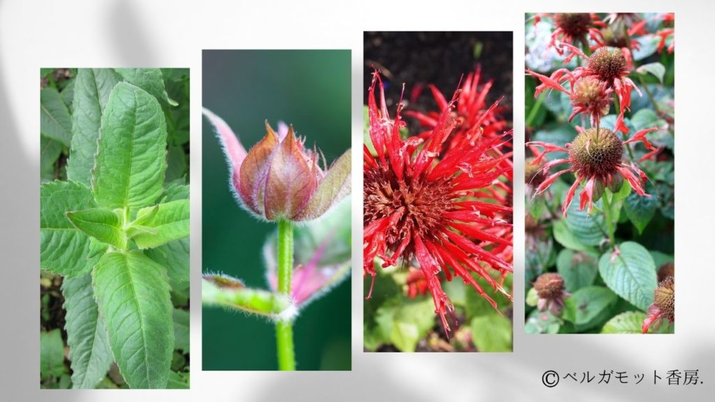 モナルダの成長過程