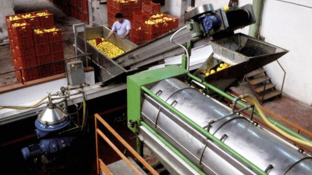 冷圧搾法（コールドプレス）で抽出するベルガモット精油