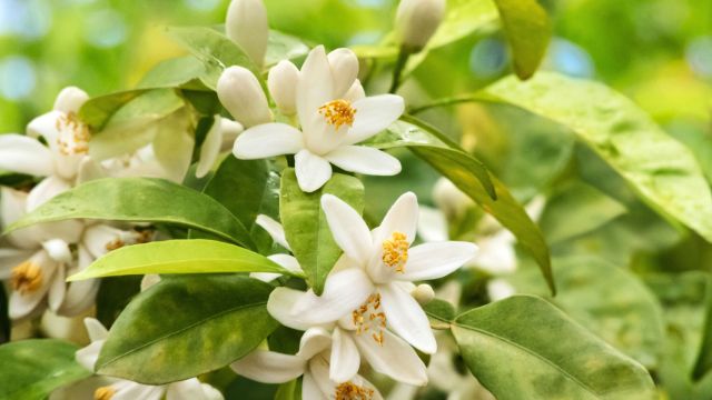 ベルガモット・オレンジの花