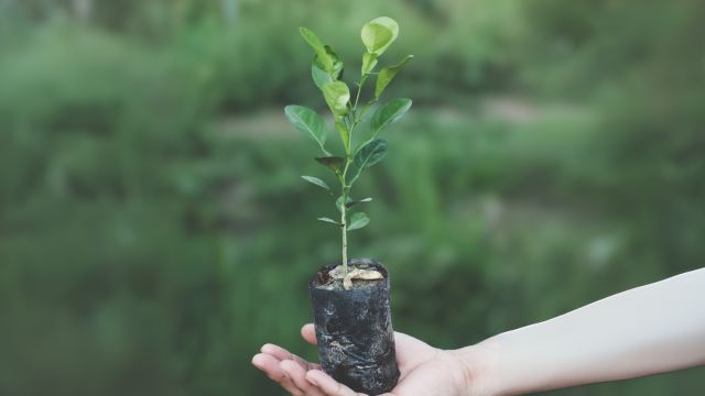 ベルガモットの苗
