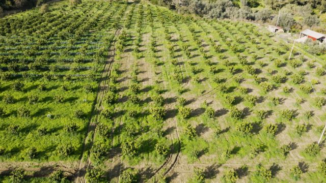 ベルガモット畑