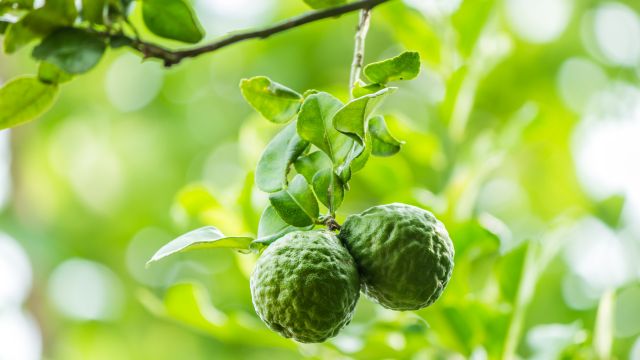 ベルガモットの木