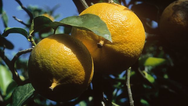 カスティアーロ(Castagnaro)