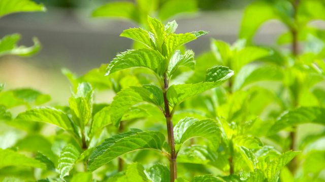 オーデコロンミント