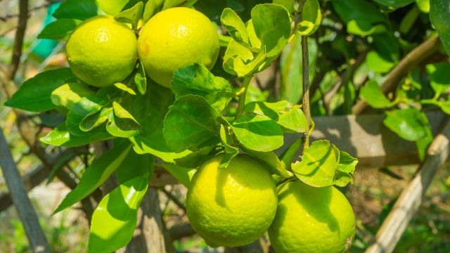 ファンタスティコ(Fantastico)