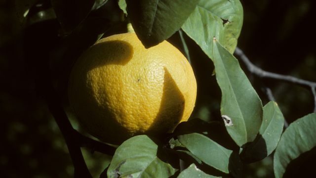 フェミネッロ(Femminello)