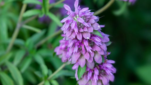 ベルガモットミント