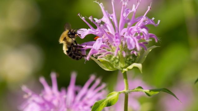 モナルダの花に寄る蜂