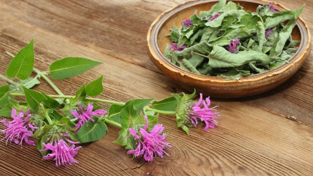 ベルガモット（モナルダ）のドライフラワー