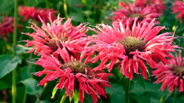 ベルガモット（モナルダ・ディディマ）の花