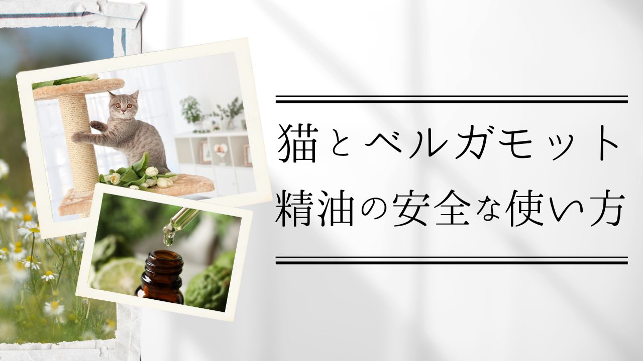 猫とベルガモット：精油の安全な使い方