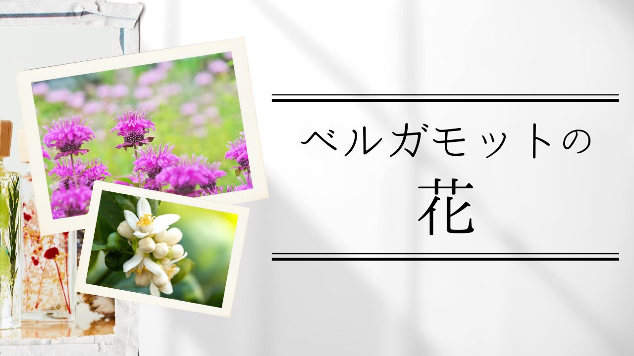 ベルガモットの花