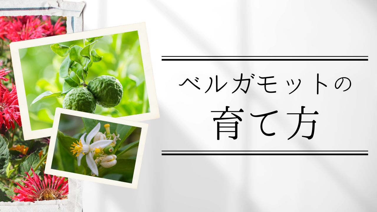 ベルガモットの育て方