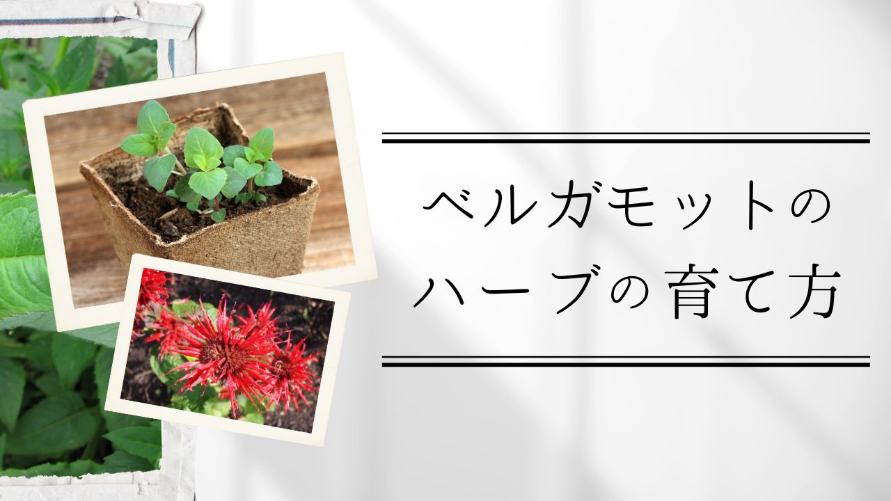 ベルガモット（ハーブ）の育て方