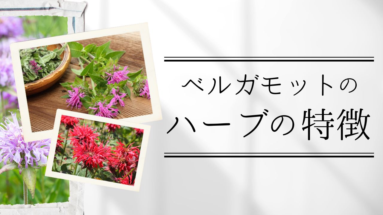 ベルガモットのハーブの特徴