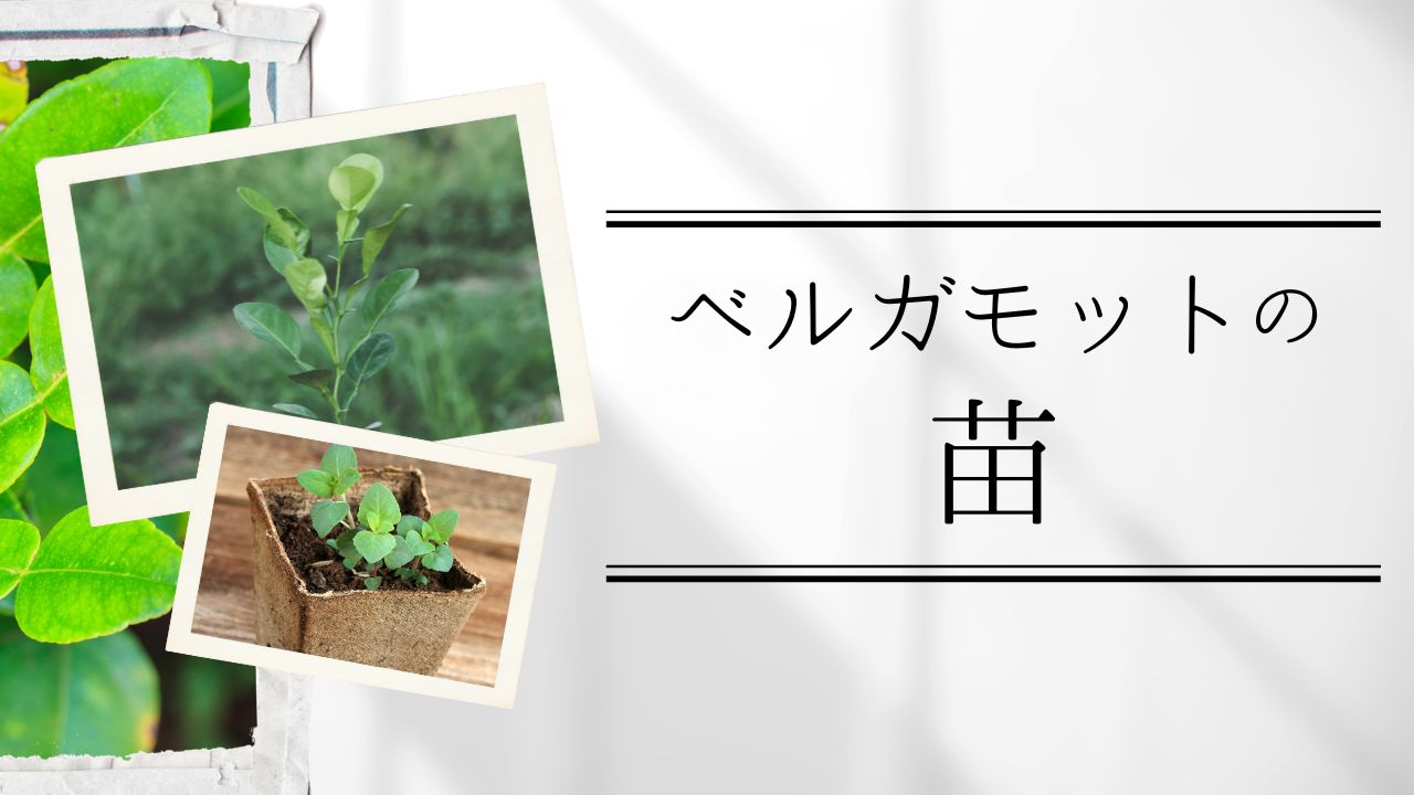 ベルガモットの苗