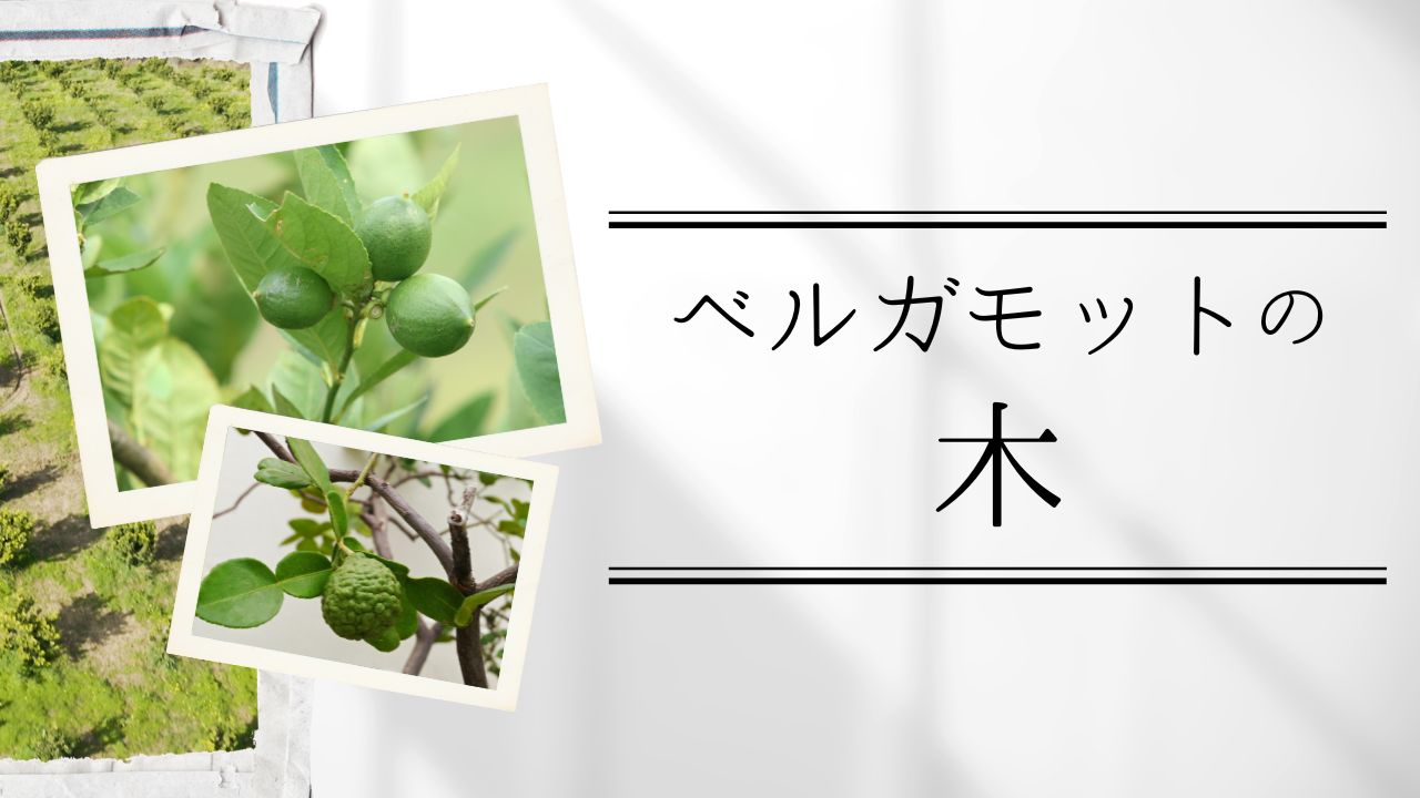 ベルガモットの木