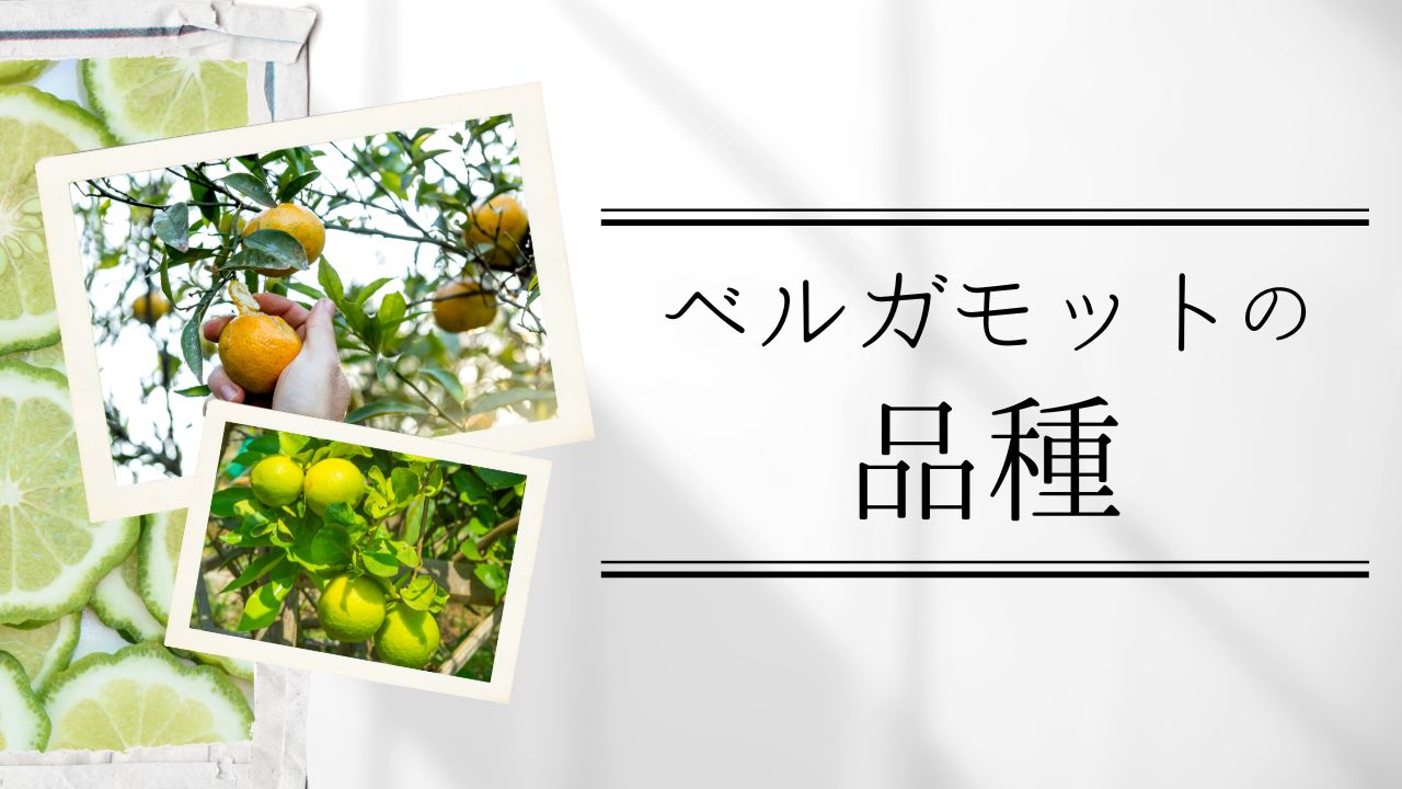 ベルガモットの品種